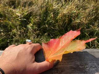 A woman's hand with a multicolored maple leaf lies on a wooden board against the background of withered green autumn grass.