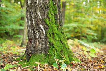 Forest landscape in a gdubin forest with a birch trunk