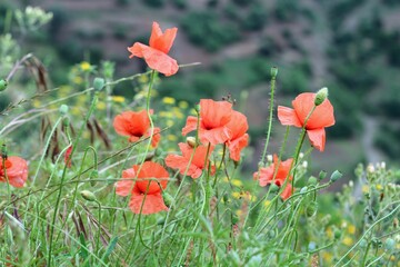 Coquelicot