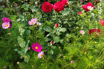 Close-up photo of flowers in a flower bed
