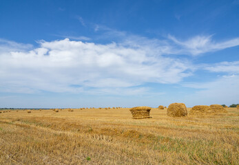 Fototapeta na wymiar Field with wheat, rye. Farm with haystacks. Harvest season.
