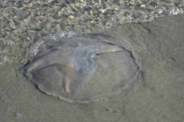 Qualle am Sandstrand der Ostsee