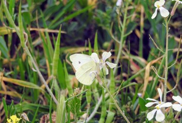Papillon blanc