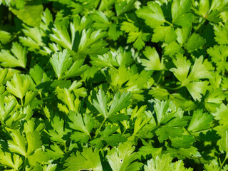 Background of parsley. Fresh organic parsley growing in the garden outdoors. Green background of parsley leaves, close - up view from above