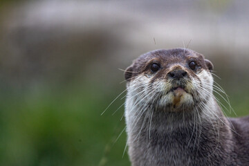 An Otter by the river