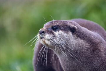 An Otter by the river