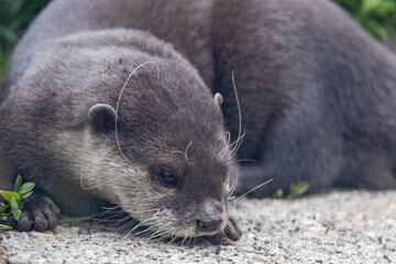 An Otter by the river