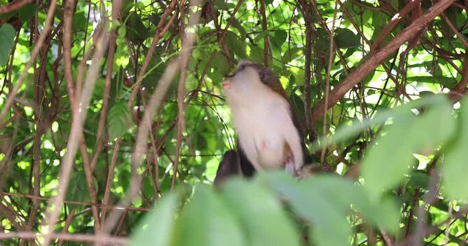 Mona Monkey female with baby wild jungle Ghana Africa 4K. Traditional sacred grove conservation established  as a community based ecotourism project. Volta Region near Ho in Ghana.