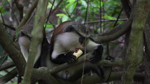 Mona monkey Tafi Atome Monkey Sanctuary Ghana. Traditional sacred grove conservation established  as a community based ecotourism project. Volta Region near Ho in Ghana.