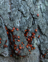 red bugs on tree bark