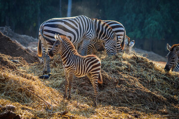Fototapeta na wymiar Zebras at sunset