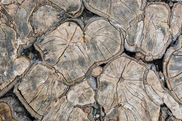 Saw cut abstract tree trunk wood texture. Nature texture background.