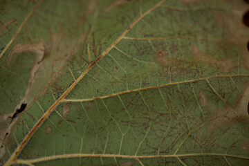 Closeup of Veins on Leaf