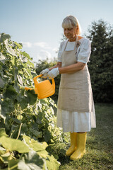 A woman at the age of 70 is working in her garden. Grows vegetables in a greenhouse. Environmentally friendly products. Spending time during the period of self isolation during COVID-19.