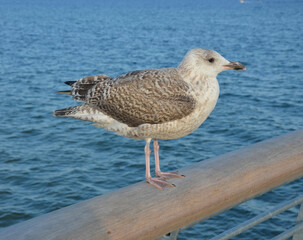 Zahme Möwe auf Seebrücke sitzend