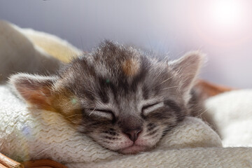 Funny Pet on a cozy white blanket. Cute pet lifestyle picture