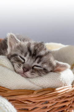 Funny Pet on a cozy wicker basket. Cute pet lifestyle picture