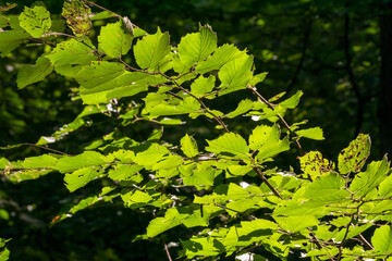 Green leaves closeup