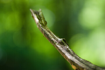 caterpillar on leaf