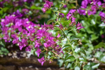 Photo of a flowering plant in a city Park