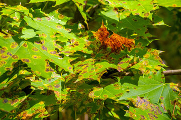 Spotted maple leaves