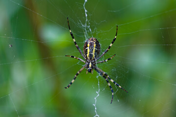 spider on the web