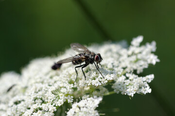 Insects on a meadow flower.