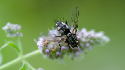 Insects on a meadow flower.