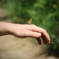 Una flor que vuela