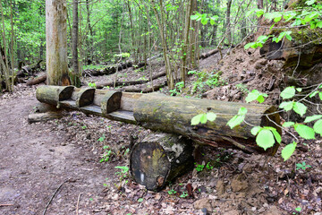 Bench of logs among the trees in the spring forest