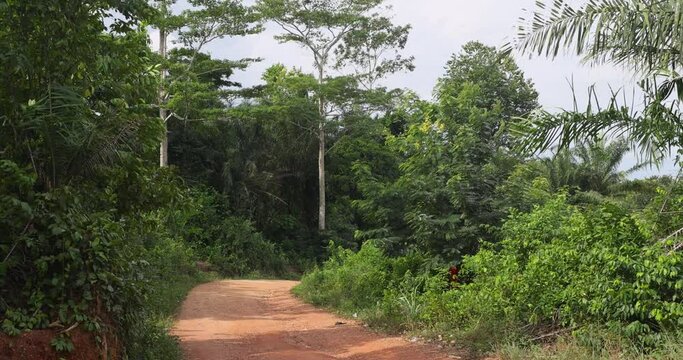 Rural forest and mountain valley tropical jungle environment. Landscape green trees tropic habitat travel destination. Third world country cultural.