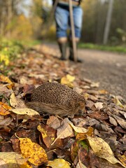 A hedgehog is sitting on fallen yellow-brown autumn leaves against the background of men's feet in boots and with a stick.