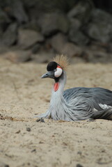 Tierpark Ueckermünde, sitzender Kronenkranich
