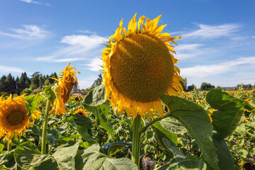 Field of sunflowers on a beautiful sunny day with blue skies