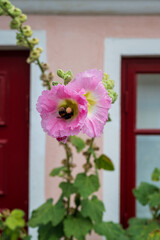 Bumblebee visiting pink hollyhock flower in summer