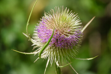 close up of a Wild Teasel (Dipsacus fullonum) thistle on Salisbury Plain, UK