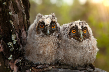 Two chicks of a long-eared owl, on a pine tree branch, in the wild.