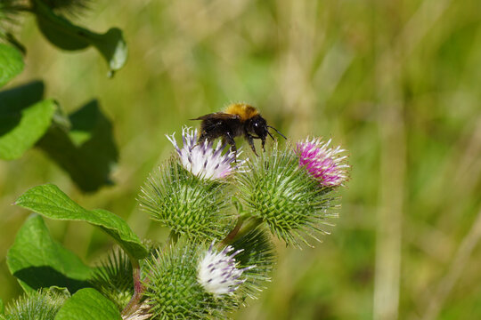 Flowering lesser burdock (Arctium minus), family Asteraceae and a common carder bee (Bombus pascuorum),  family Apidae. Summer, august, Netherlands.