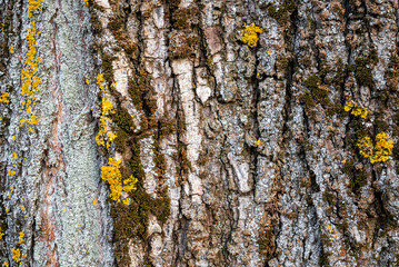 Clear texture of tree bark with damage and other details. 4k photorealistic texture