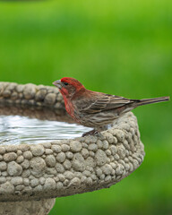 Song Bird In Wisconsin
