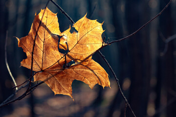 Idyllic Autumn Scene, Falling leaves background