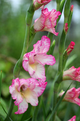 Pink gladiolus flower close-up in the garden
