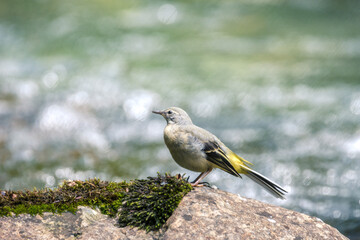 Yellow wagtail on a rock in the river