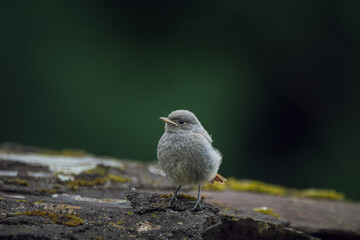 Redstart chick on a ancient roof stone