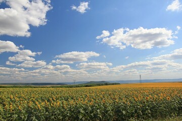 A sunflower field and a sky with clouds. Bulgaria.