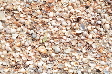 beach, stone, texture, pebble, sea, nature, rock, sand, stones, pattern, gravel, backgrounds, textured, pebbles, close-up, shell, small, macro, rocks, surface, material, shells, closeup, backdrop, shi