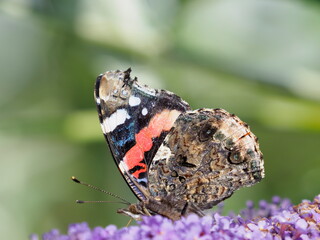 Red Admiral butterfly