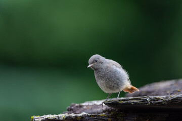 Young bird redstart on a stone