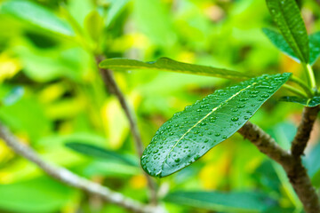 Raindrops on a green plumeria leaf in the garden after the rain