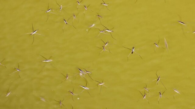 Group of Gerris lacustris, commonly known as the common pond skater is skating on a water surface.
